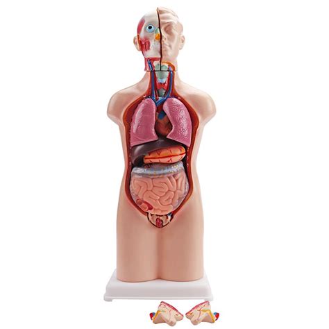 Human Torso Model Dual Sex Cm Educational Model Teaching Model And