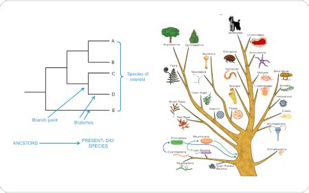 Free Phylogenetic Tree Maker With Free Templates EdrawMax