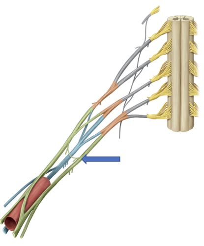 Neurovasculature Of The Upper Limb Flashcards Quizlet