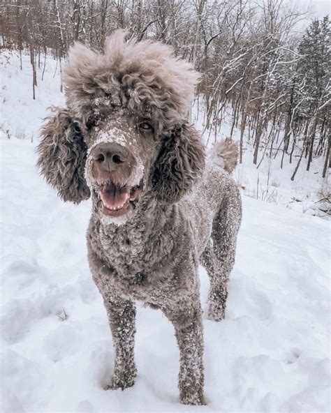 Poodle Colors: 35 Poodle Coat Colors And Genetics Explained