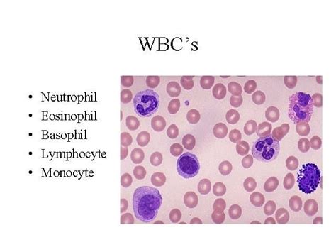 Pin By Emel Ahmedova On Hematology Medical Laboratory Science