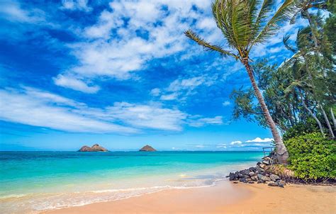 ヤシの木 海 海岸 ハワイ 太平洋 ハワイ 太平洋 ラニカイ ビーチ オアフ オアフ ラニカイ ビーチ for