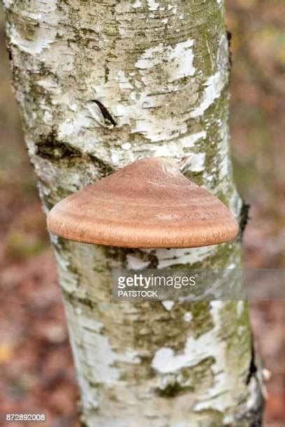 355 Polypore Mushroom Stock Photos, High-Res Pictures, and Images ...