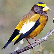 Evening Grosbeak | Ask A Biologist