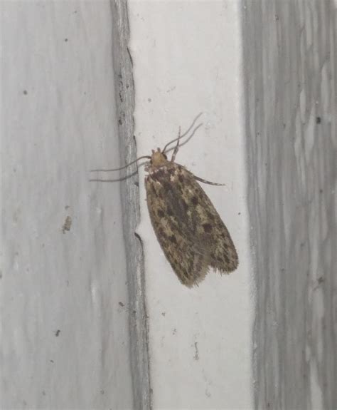 Brown House Moth Hofmannophila Pseudospretella Brown Ho Flickr