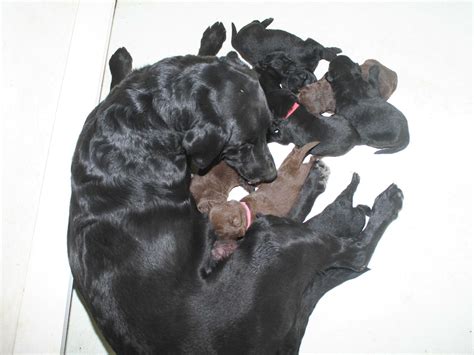 Chocolate Labrador Puppy California Champion Litters Available