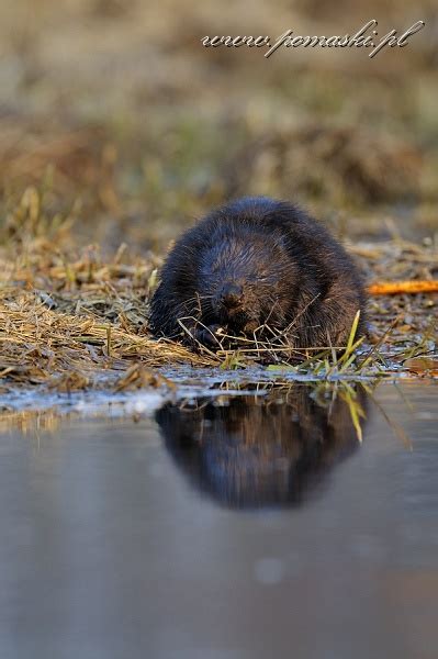 Galeria Ssaki Mammals B Br Europejski European Beaver Castor