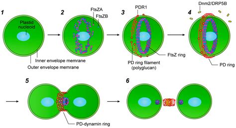 chloroplasts drawing 7