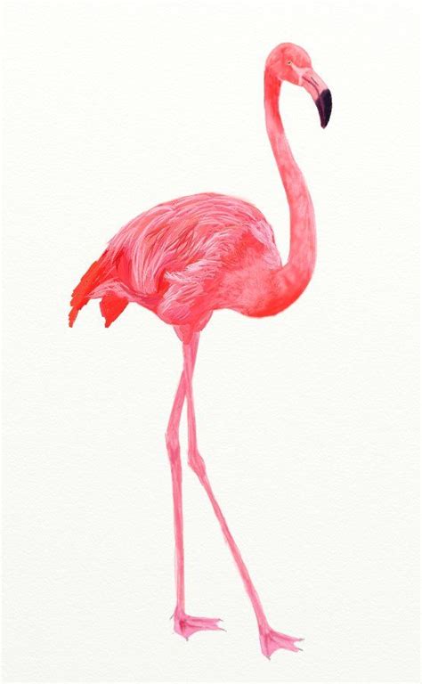 How To Draw A Pink Flamingo Step By Step At Drawing Tutorials