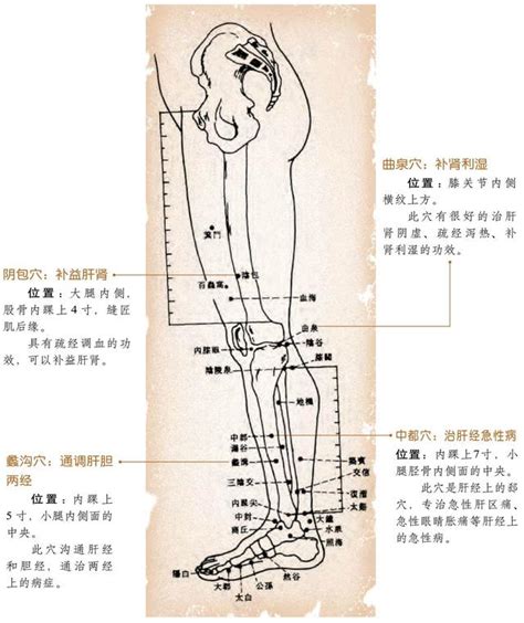 第三章10節：疏肝理氣的訣竅、肝經穴位 每日頭條