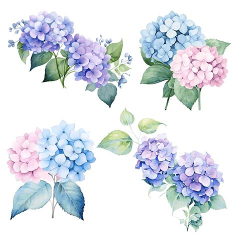 Hermosos ramos con flores de hortensia azules y púrpuras pintura en