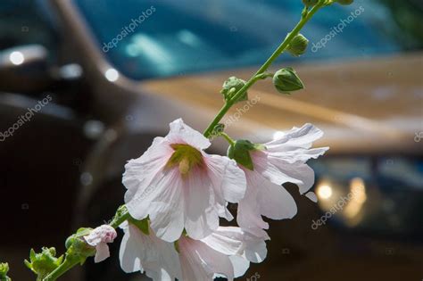 Flores De Malva Una Planta Herb Cea Con Tallos Peludos Flores De