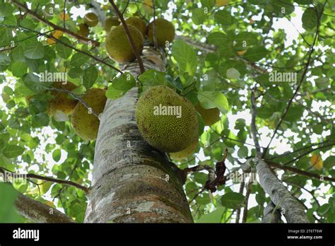 A Jackfruit Tree Artocarpus Heterophyllus With A Growing Jack Fruit