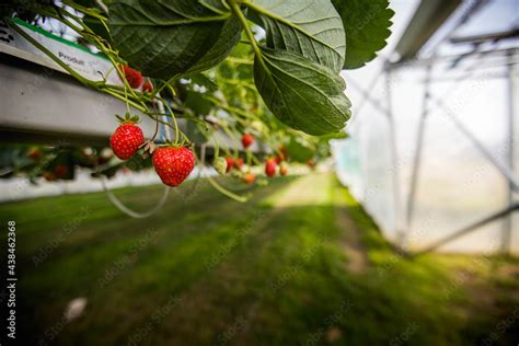 Culture De Fraises Hors Sol Champs De Fraise Sous Serre Dans Les