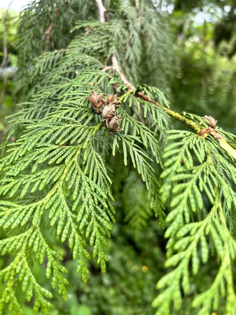 Getting To The Root Of Western Red Cedar Dieback With Forest Health