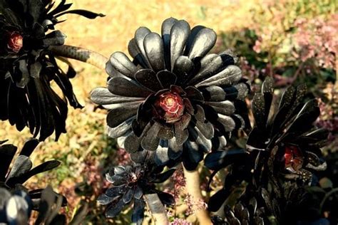 Aeonium Arboreum Zwartkop Black Rose Succulent