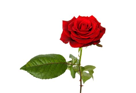 One Single Red Rose Rose Beauty Roses Flowers Png Transparent Image