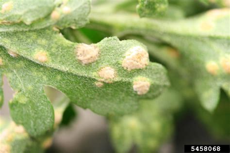 Chrysanthemum White Rust Puccinia Horiana On Chrysanthemum