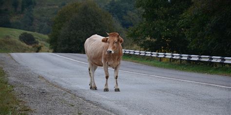 Accidentes de tráfico con animales un miembro del Comité Científico