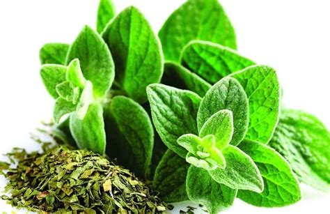 El Orégano Origanum Vulgare es una planta medicinal con propiedades