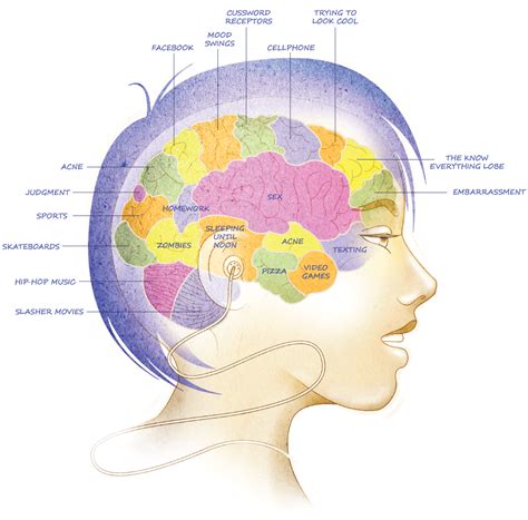 Fisher Mapping The Teenage Brain Orange County Register