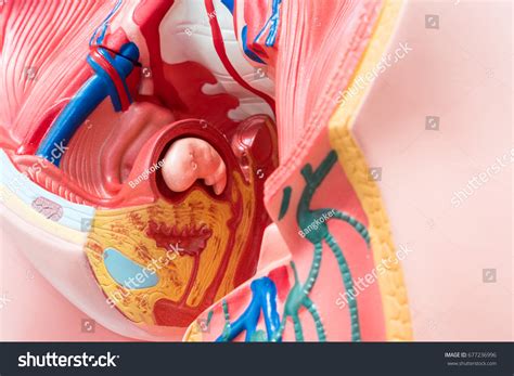 Bartholin's glands Images, Stock Photos & Vectors | Shutterstock