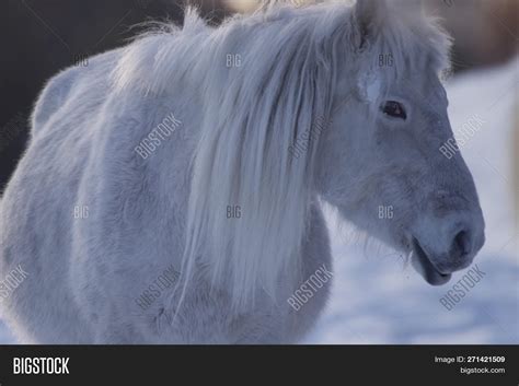 Yakut Horses Winter Image & Photo (Free Trial) | Bigstock