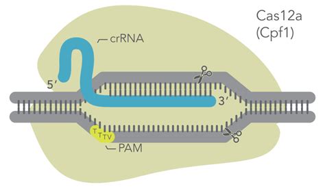 Crispr Cas12a Cpf1 Genome Editing System Idt