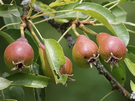 5 Best Fruit Trees to Grow in Georgia – Georgia Tree Care