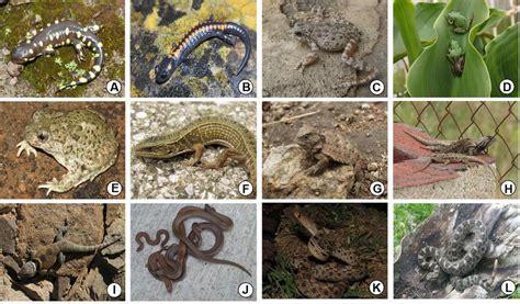 Ejemplos De Algunas Especies De Anfibios Y Reptiles Registradas Dentro