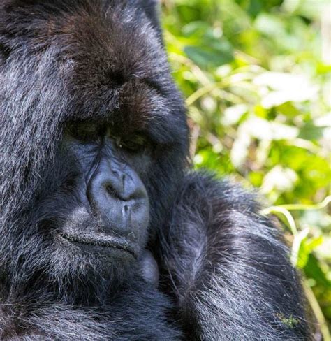 Rare Sightings Suggest Mountain Gorillas May Delight In Water Play