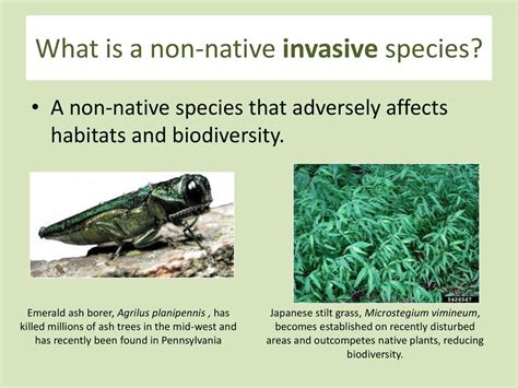 Invasive Species An Introduction Ppt Download