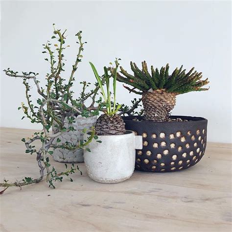 Maryam Riazi Maryamriazi Instagram Photos And Videos Succulents