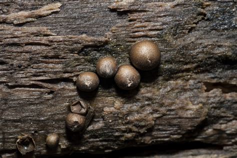 Lycogala Epidendrum From Highland Lakes State Park Middletown NY US