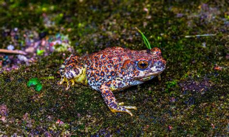 8 Poisonous Toads In Texas A Z Animals