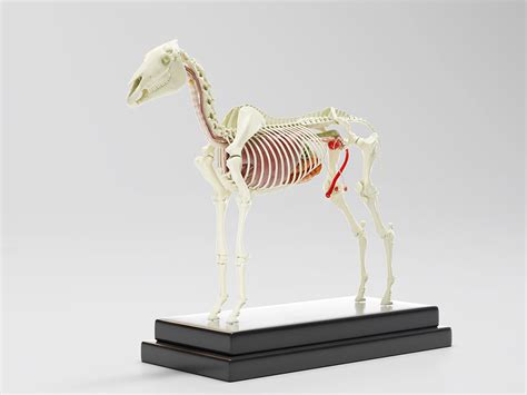 Horse Anatomy with internal organs on Behance