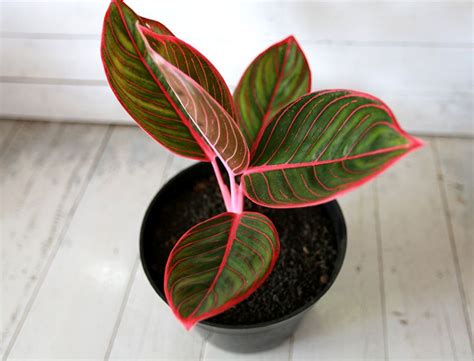 Chinese Evergreen Plant Evergreen Plants Indoor Plant Care Indoor