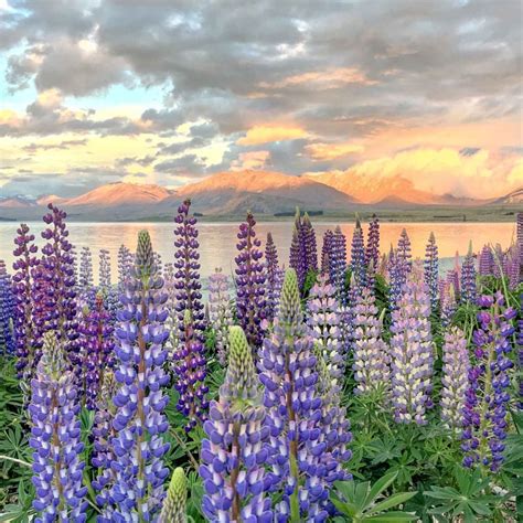 When Where To See Lupins In New Zealand 2024