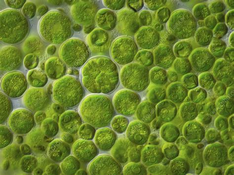 Green Algae Light Micrograph Stock Image C0568440 Science Photo