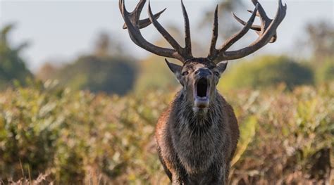 Deer Antlers- Nature's Majestic Crown - animallifehub.com