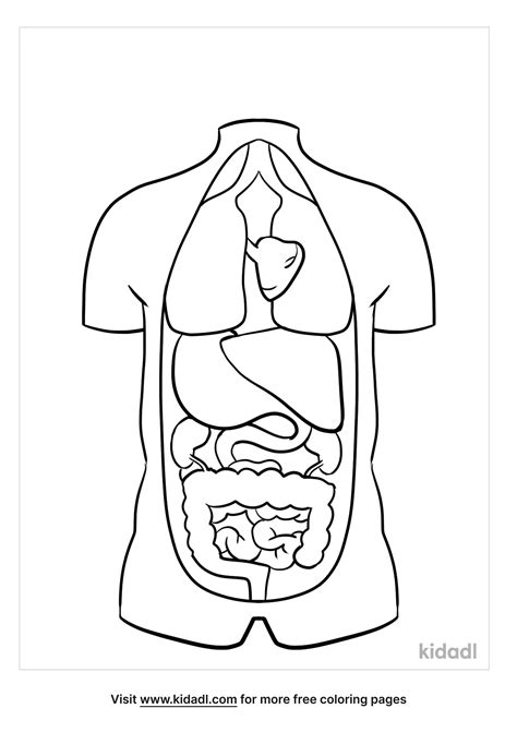 Anatomy Coloring Page