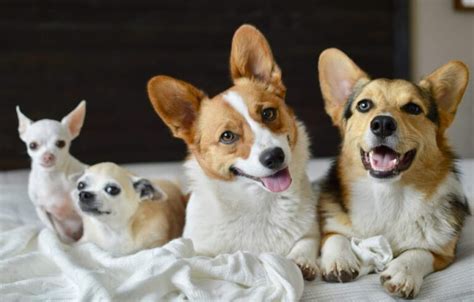 All About the Corgi Chihuahua Mix - Dogable