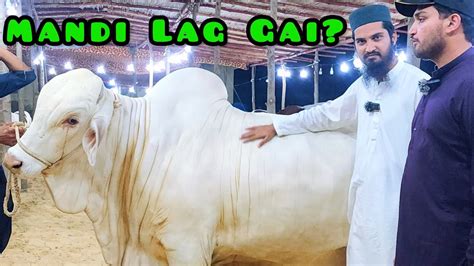 Yeh Konsi Mandi Lag Gai Bakra Eid Cattle Market Karachi Youtube