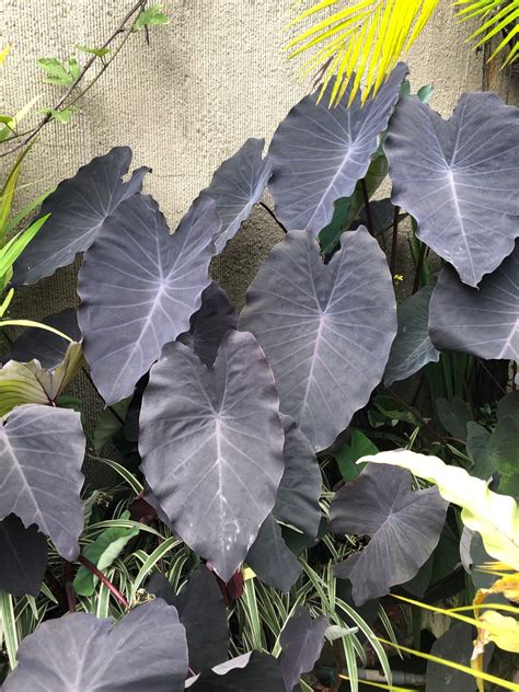 Colocasia Colocasia Picturethis