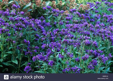 Lungwort Pulmonaria Longifolia Bertram Anderson Stock Photo 18698930