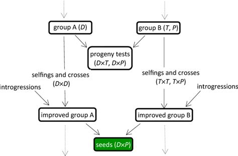 Scheme Of One Cycle Of Modified Reciprocal Recurrent Selection Applied