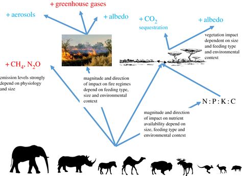 Trophic Rewilding As A Climate Change Mitigation Strategy