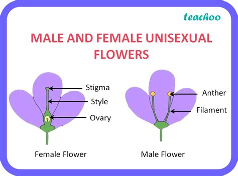 [biology] List Two Unisexual Flowers Teachoo Class 10 Science