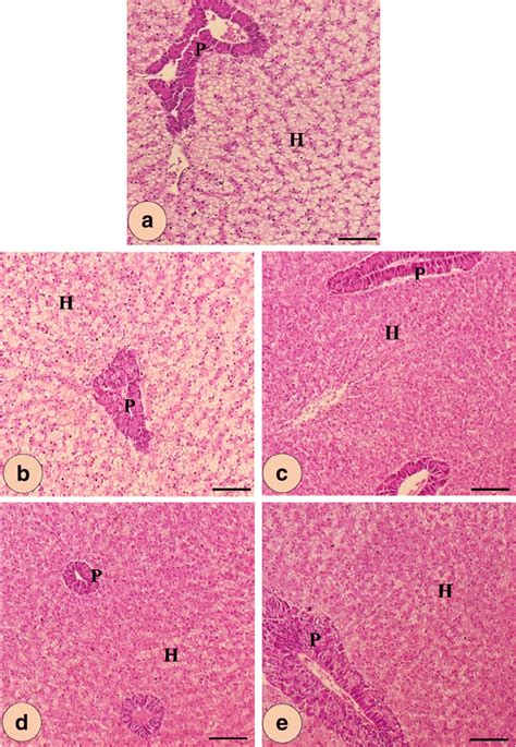 Histomorphology Of Hepatopancreas Of Nile Tilapia Showing Its