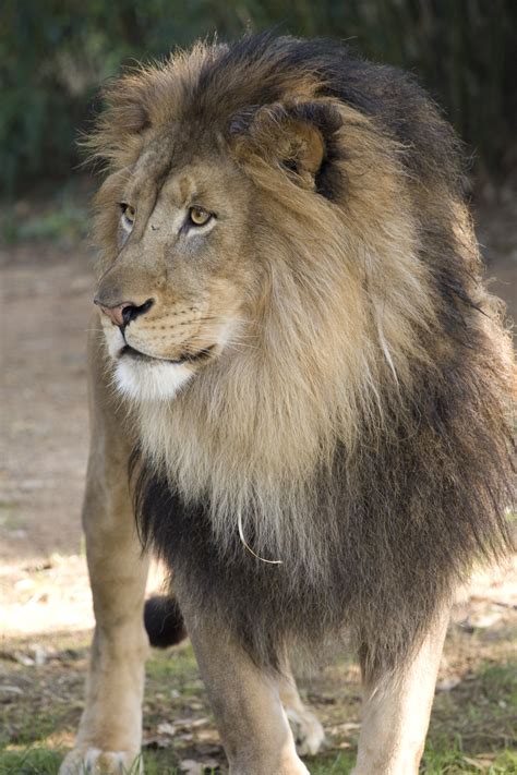Smithsonian Insider – Patience and research may bring lion cubs to the ...
